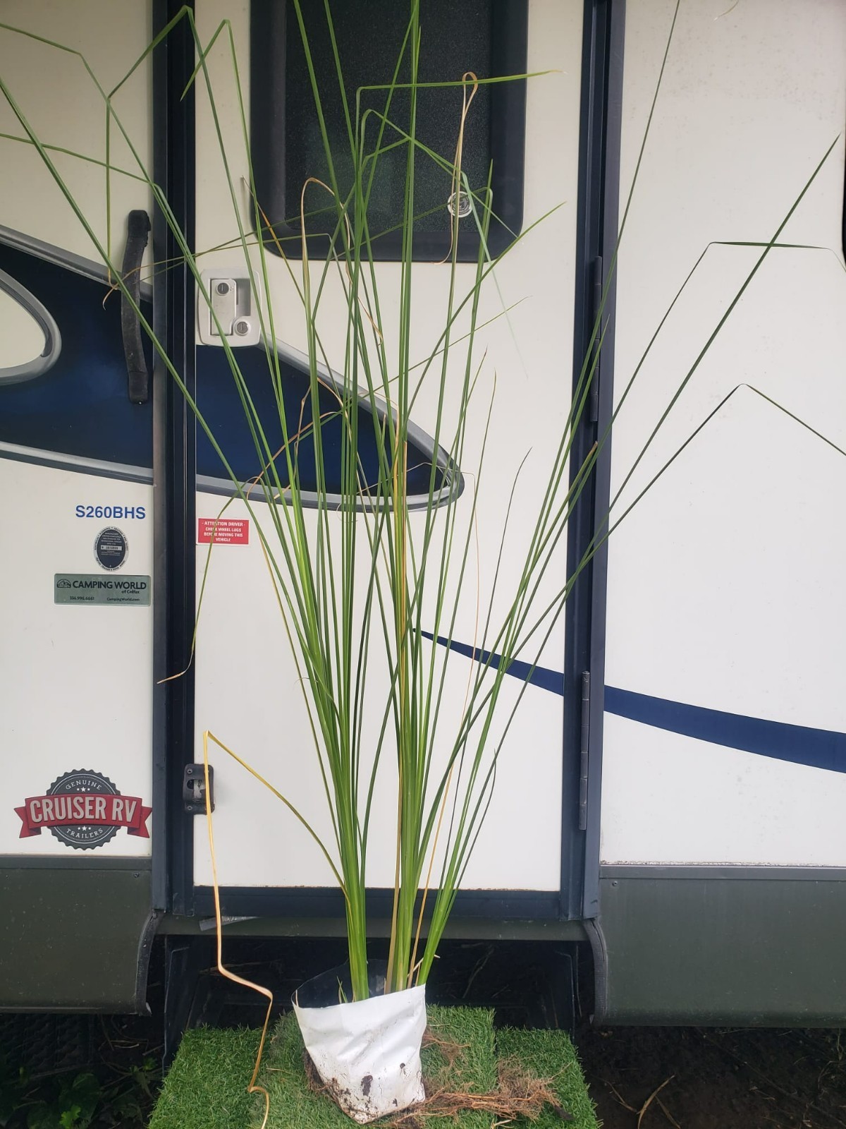 Vetiver live plant for EROSION CONTROL 25 pcs combo