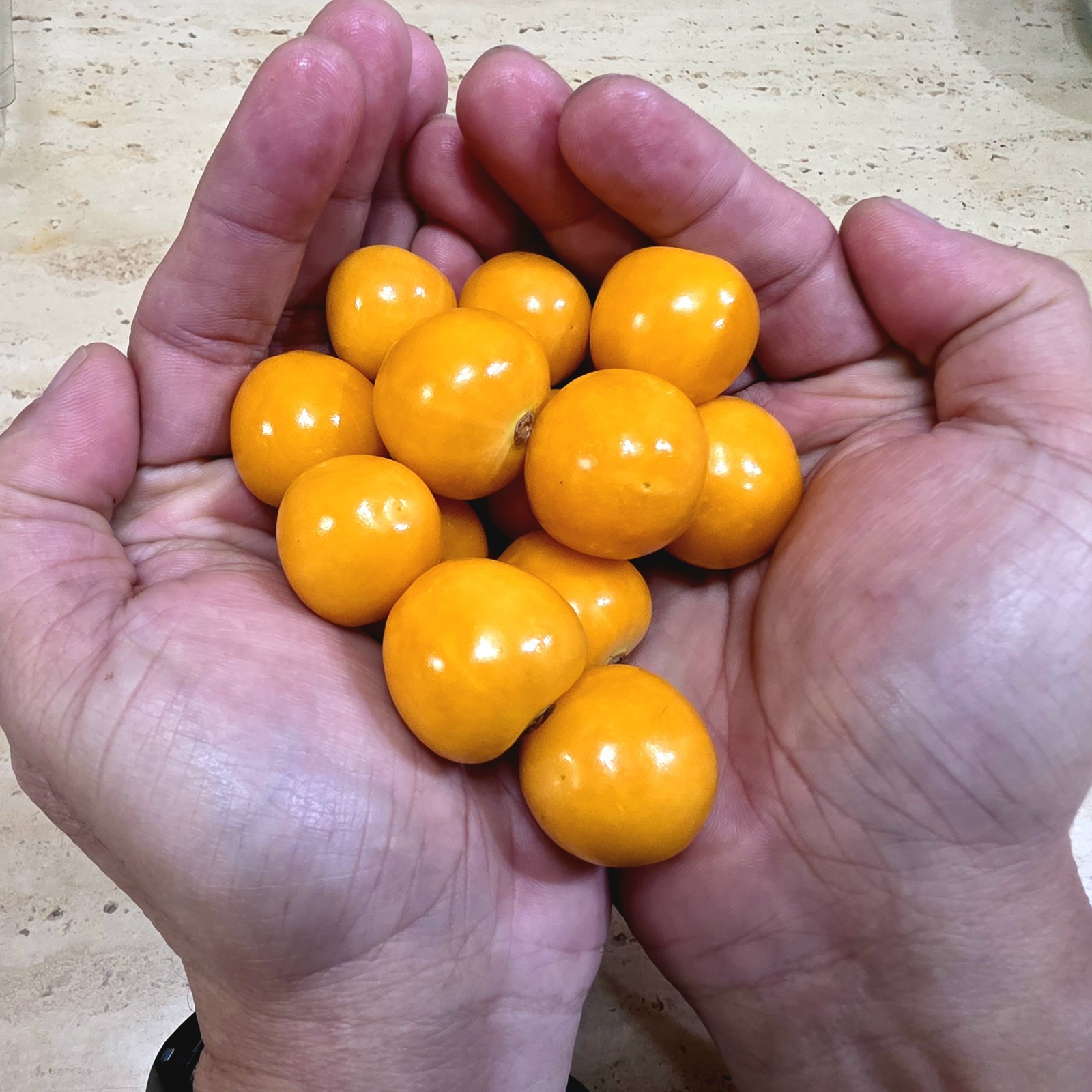 100+ Giant Poha Berry Seeds | Physalis Peruviana Golden Ground Cherry
