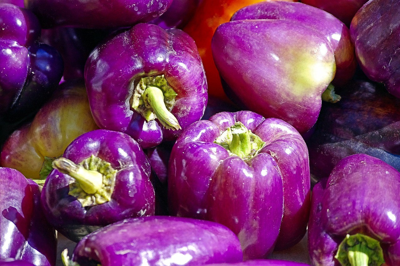 75 Heirloom Lilac Bell Pepper Seeds – Large Purple to Lilac Sweet Bell Pepper