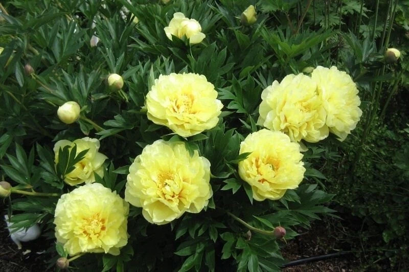 Bartzella Itoh Bareroot Peony, 2-3 Eye, Great for Fall or Spring Planting!