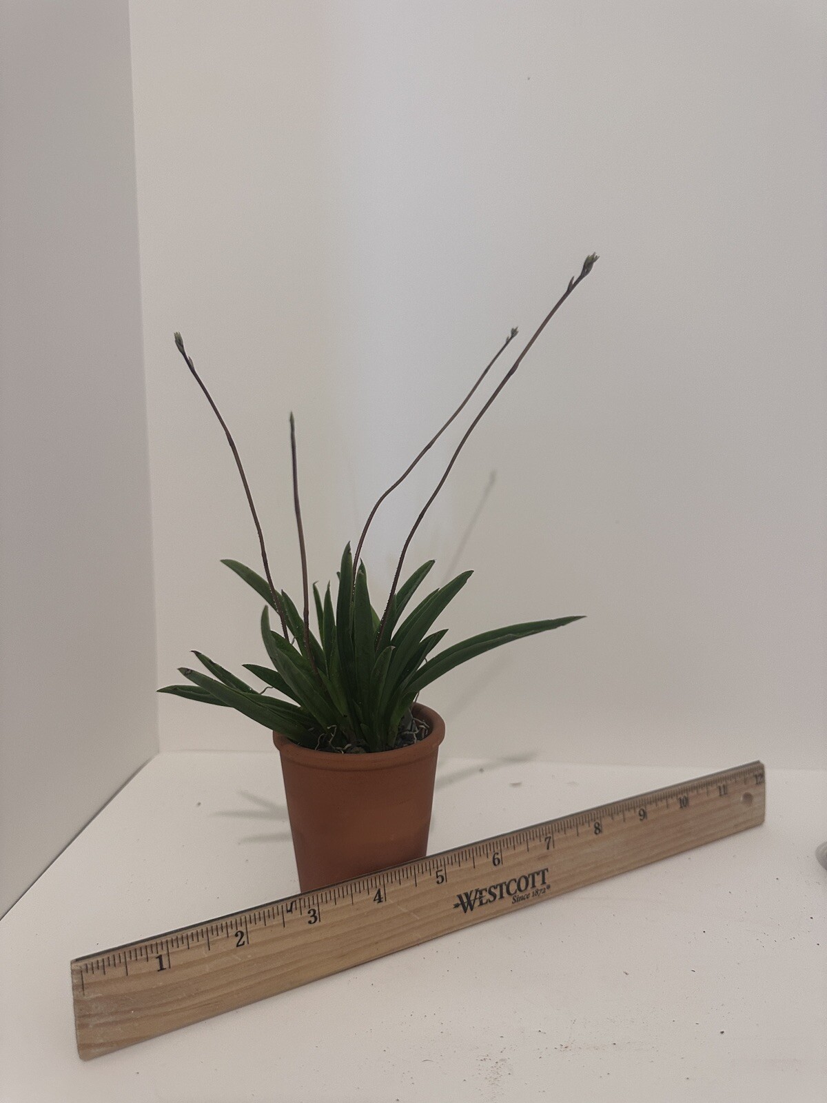 Three Different Tolumnia IN SPIKE! Equitant Orchid Plant Oncidium 3 Plants