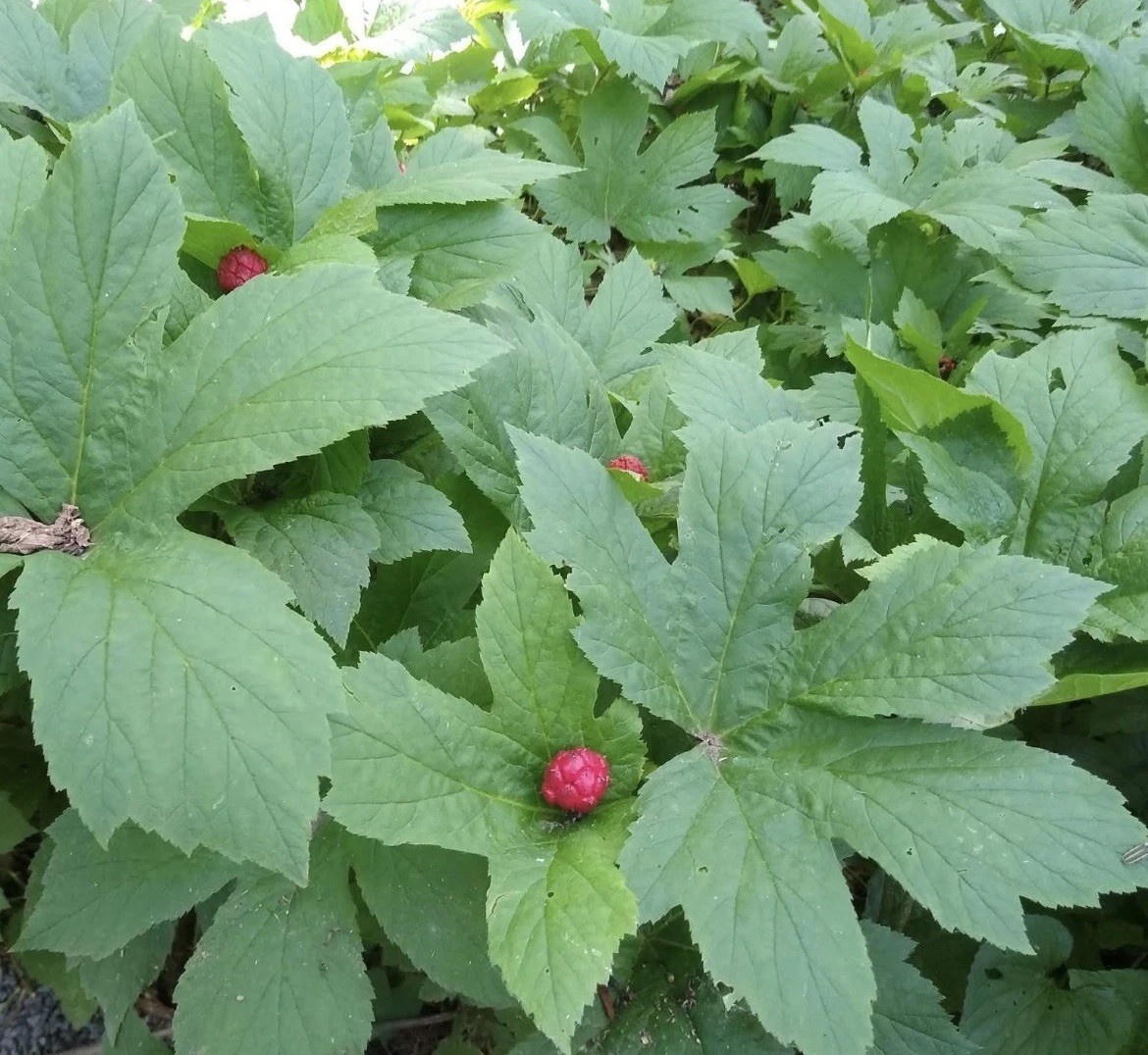 Goldenseal 10 Bare Live Roots for Transplant M-XL Size (Hydrastis canadensis)