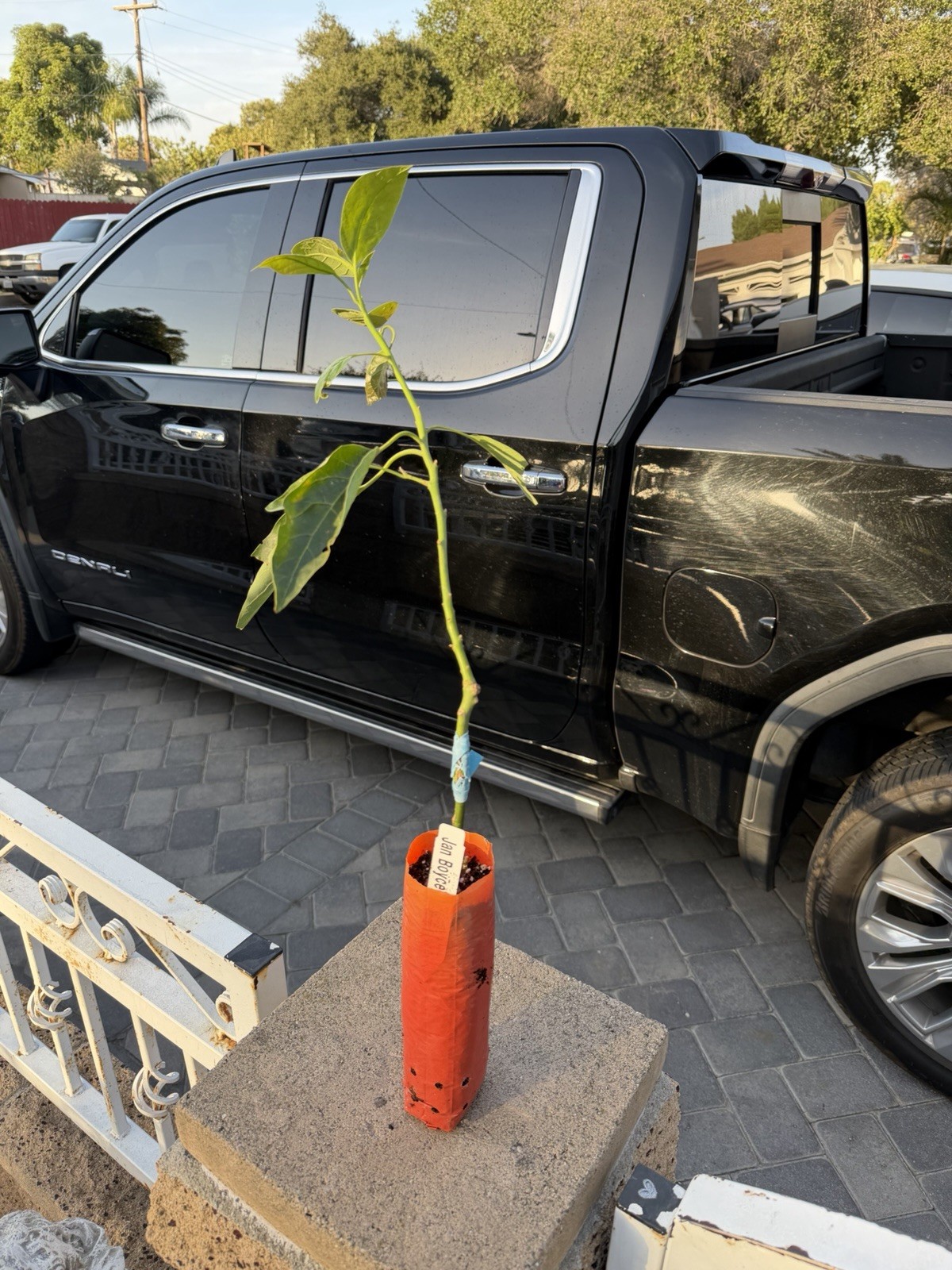 GRAFTED Jan Boyce Avocado Tree Seedling Broadleaf Green Live Plant