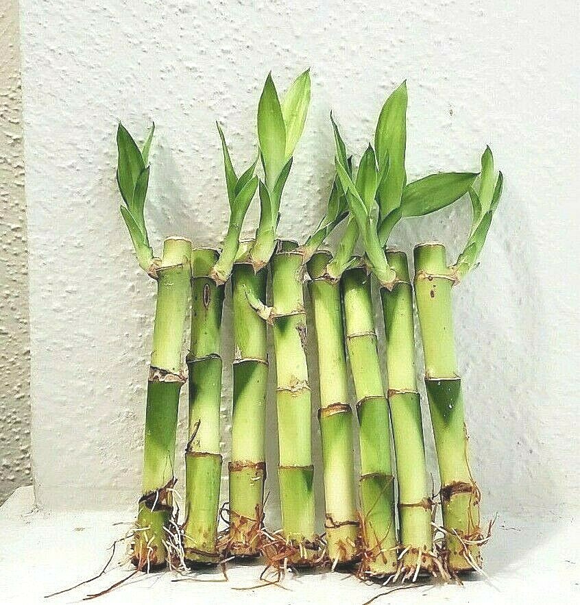 8 LUCKY BAMBOO PLANTS 4″ and 6″ Indoor Perennial, Feng Shui, Ideal GIFT, Water
