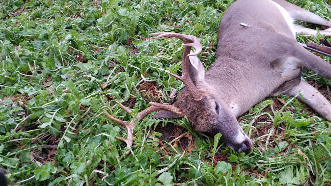 20LBS DEER GREENS PURPLE TOP TURNIP DAIKON RADISH RAPE SEED DEER FOOD PLOT SEED