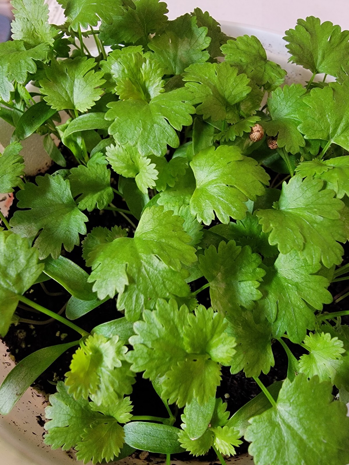 50 cilantro/coriander seeds (split) organic indoor and outdoor grow