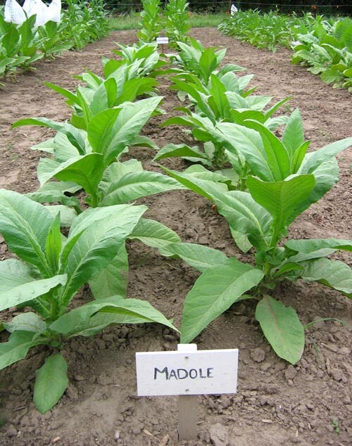 1000 Madole Tobacco Seeds ~ Heirloom ~ Rich Flavor ~ Dark Variety