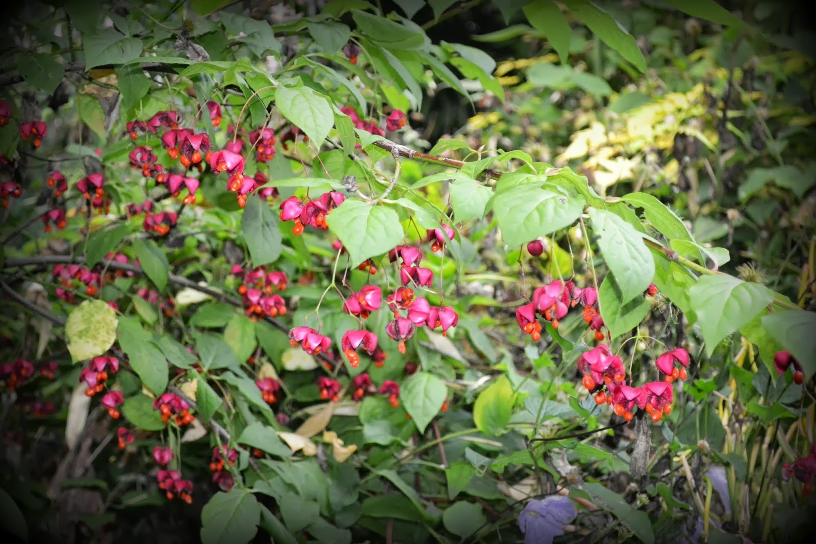 Scarlet Euonymus, Euonymus sachalinensis, Shrub Seeds
