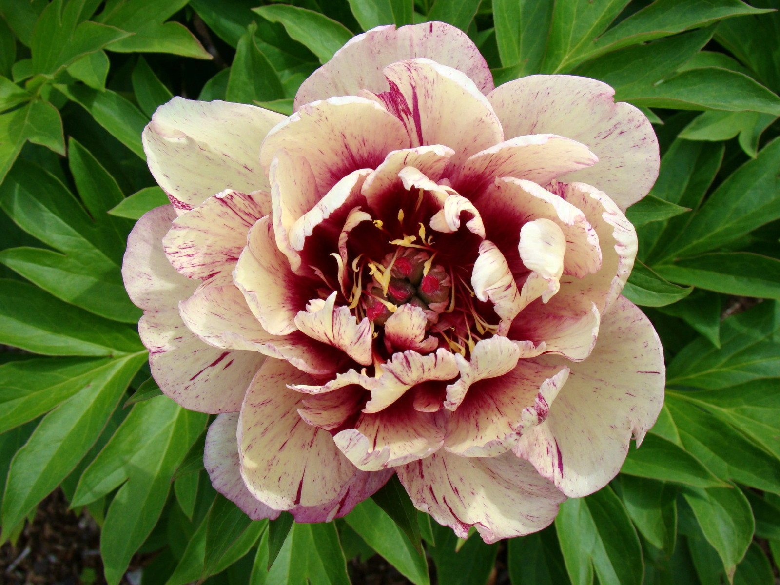 All That Jazz Itoh Bareroot Peony, 2-3 Eye, Great for Fall or Spring Planting!