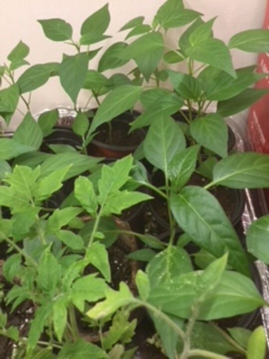 3 Live Plants – Vegetable – HOT Pepper Seedling Plants 30 days old, 2″ – 4″ tall