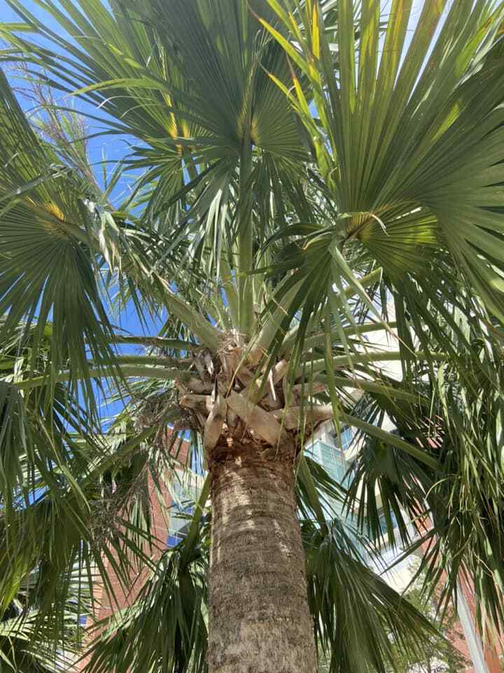 Sabal causiarum seeds. Puerto Rican Hat Palm! Cold Hardy! Massive Palm!