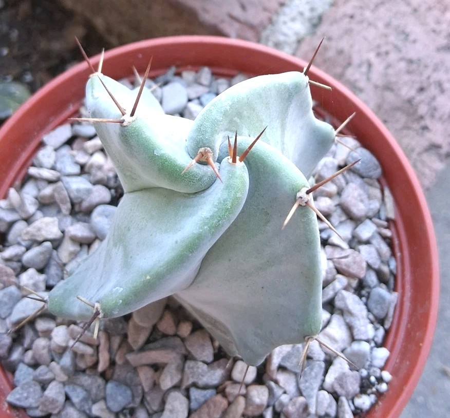 Stenocereus Pruinosis SPIRAL Gray Ghost Cactus Ships BareRoot 4″Hx3″W Nice Size