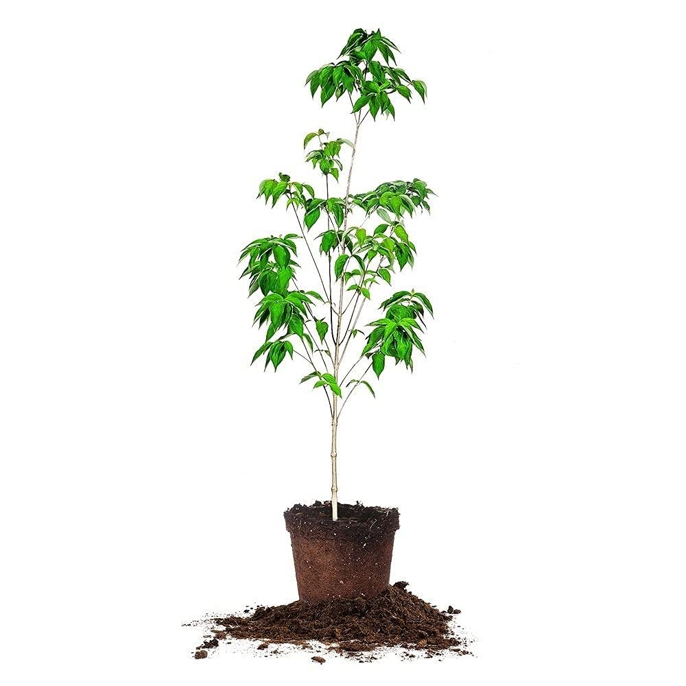 White Flowering Dogwood Tree 4-5ft. Tall Low Maintenance Ornamental Plant Vib…
