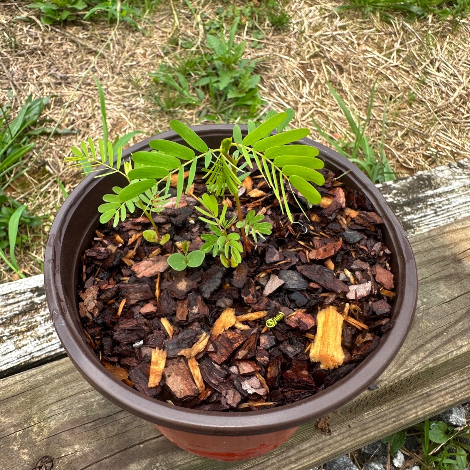 Chamaecrista fasciculata – Partridge Pea – Seed Grown Plant – 6 Inch Pot