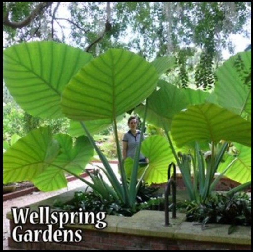 Thailand Giant Elephant Ear (Thai Giant) – Colocasia gigantea – Live Plant