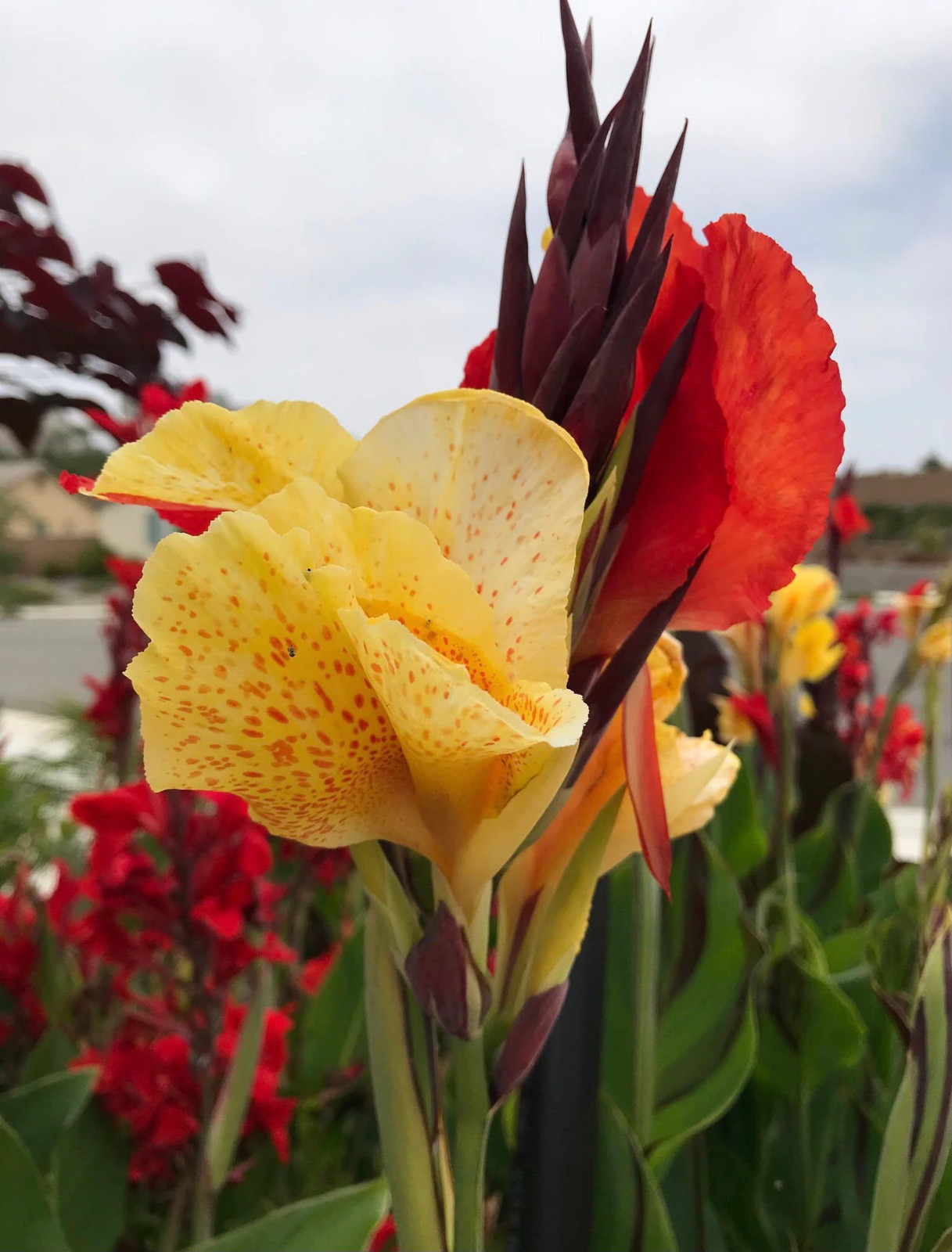 Canna Lily Cleopatra Rhizome: Variegated Foliage, Exotic Blooms – 1-Rhizome