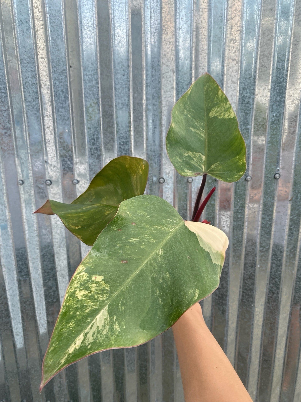 #28 Philodendron Strawberry Shake Aroid 4” Pot Plant Monstera Houseplant