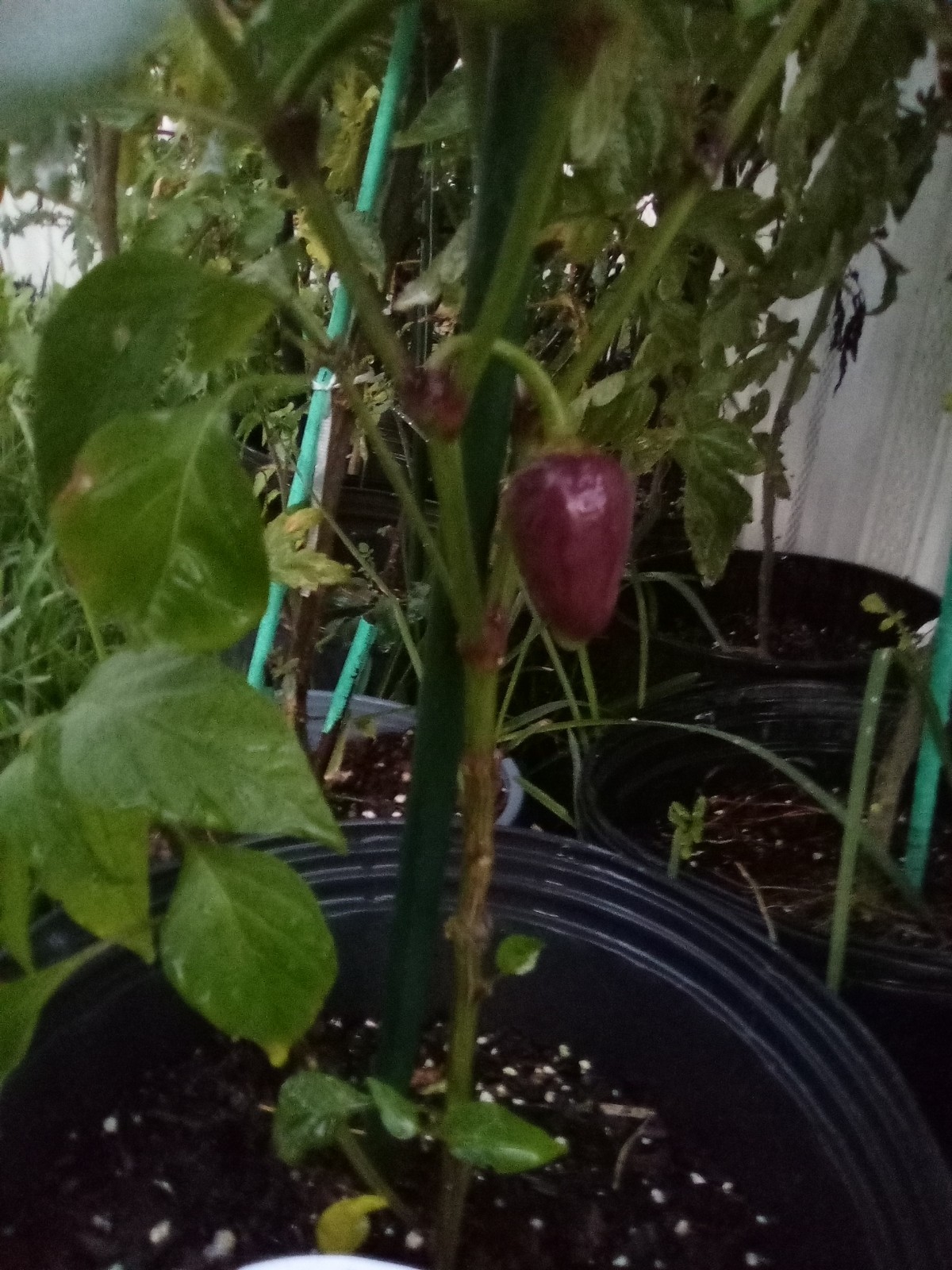Purple Side Kick Pepper Seeds (Sweet &Spicy)