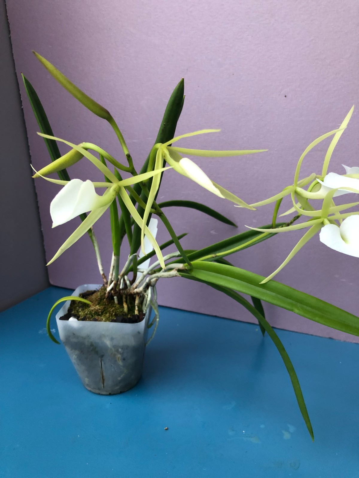 (661-2) B.nodosa (4N x 24088) BS