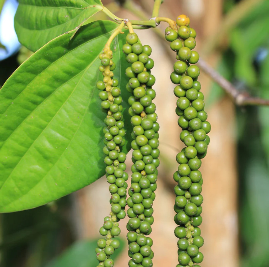 2 Live Black Pepper Plants –4-6″ Tall – Piper Nigrum – Spice Vine – No Pot