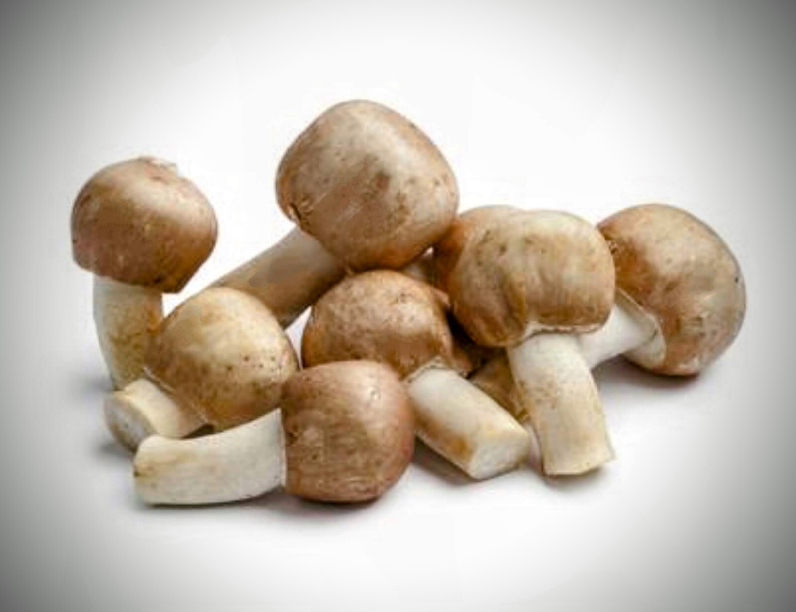 Gourmet Mushroom Culture Special! Over 180 Species Available at PrimeFungi