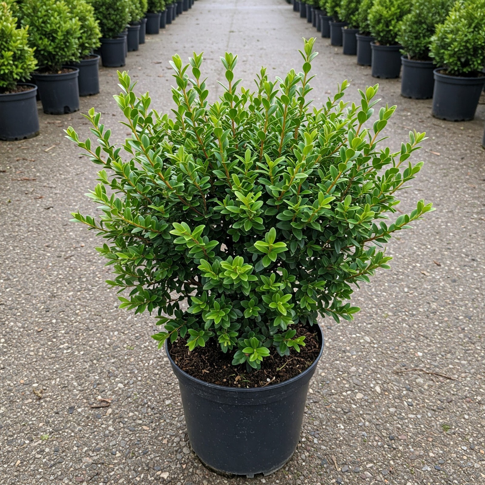 Wintergreen Boxwood Shrub Live Plant 2 In – 1 Gal Pot 4 – 19 Inch Overall Height