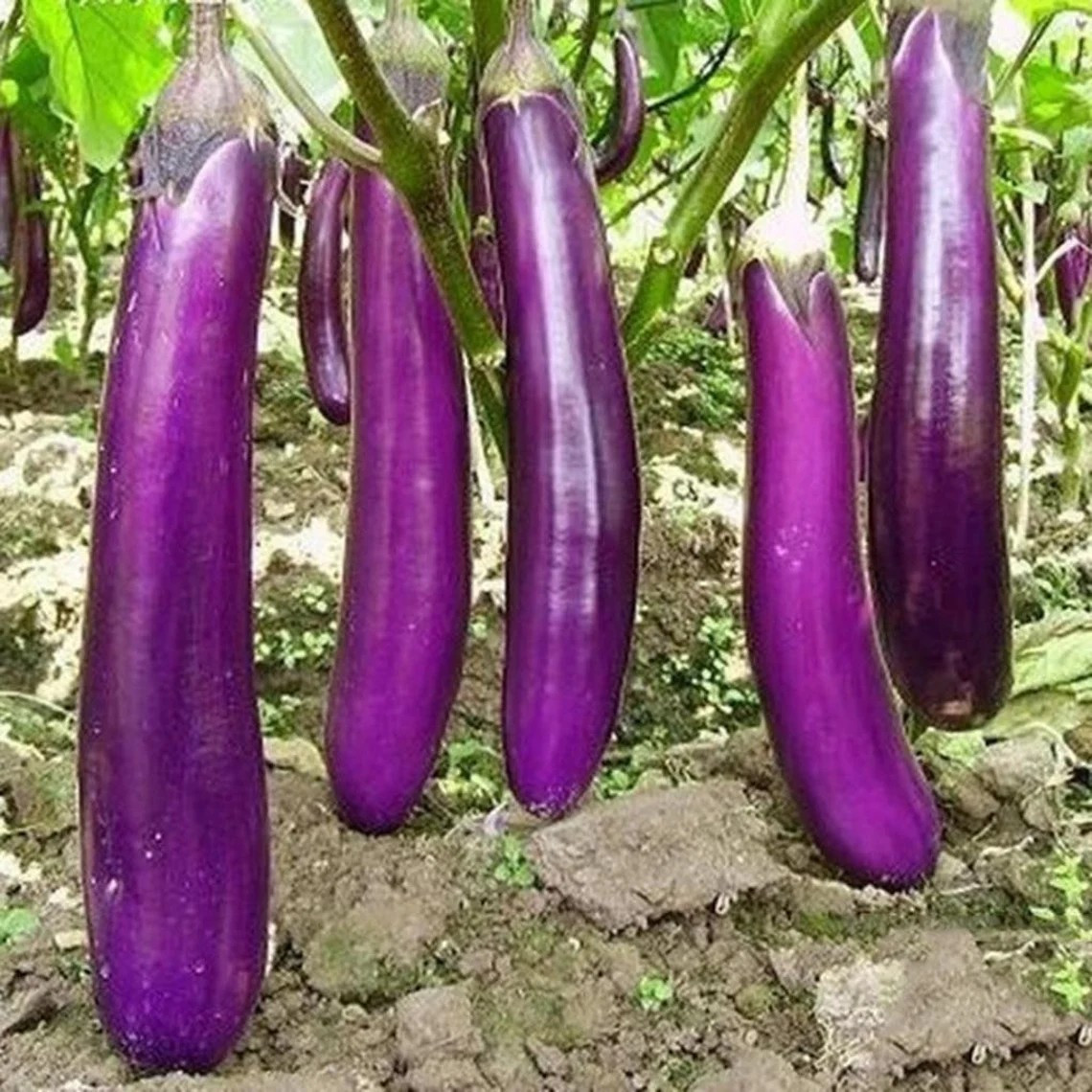 200+ LONG PURPLE EGGPLANT SEEDS – HEIRLOOM – ORGANIC ~ NON-GMO