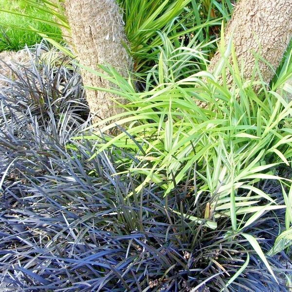 Black Mondo Grass Arabicus 25 Plants in 3-1/2 inch Pots