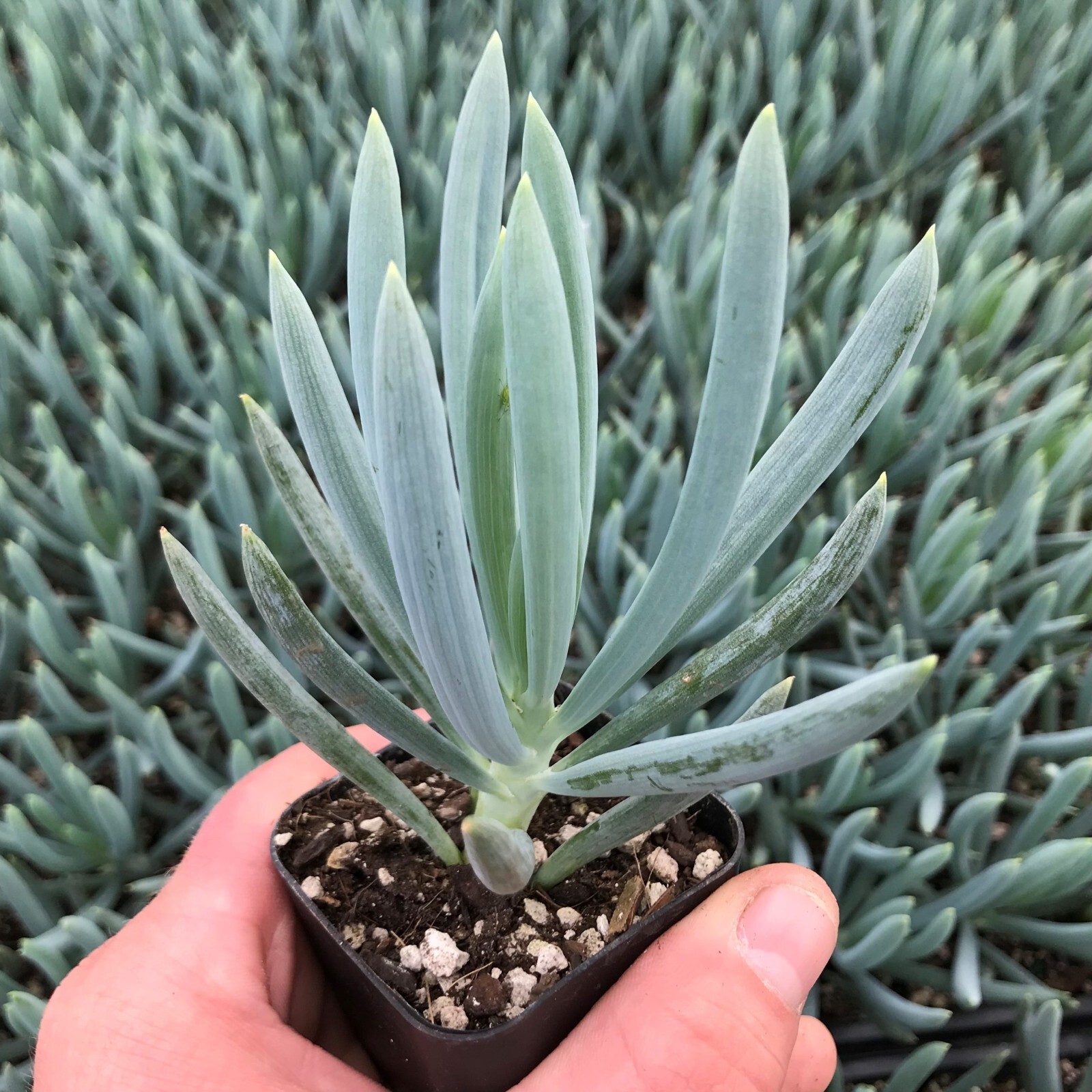 Senecio Serpens ‘Blue Chalk Sticks’ Live Plant – Succulent 2 Inches (Potted)