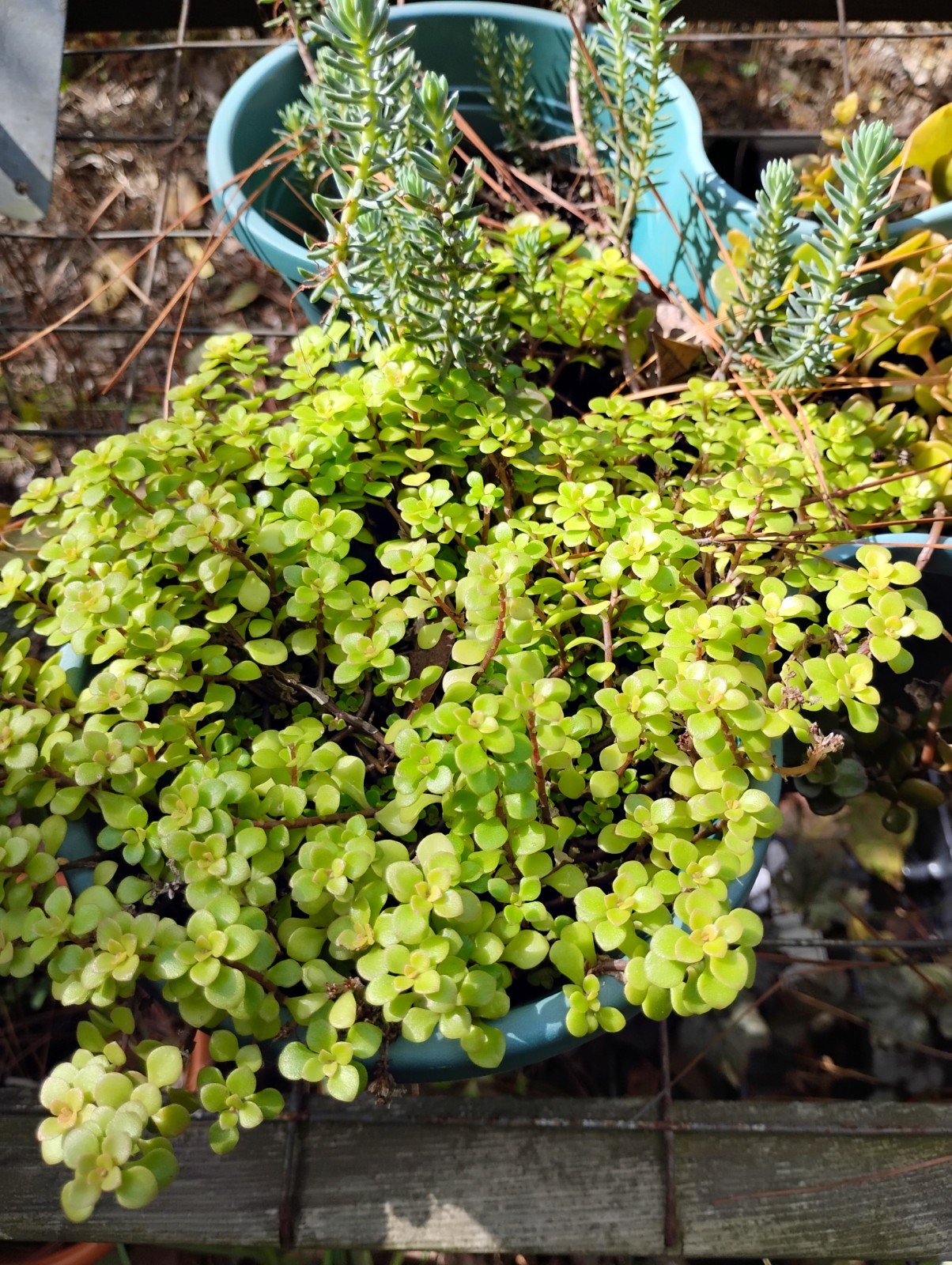 SUCCULENT GARDEN IN 5 DIFFERENT ROOTED VERY EASY TO GROW! TAKE LITTLE WATER TOO!