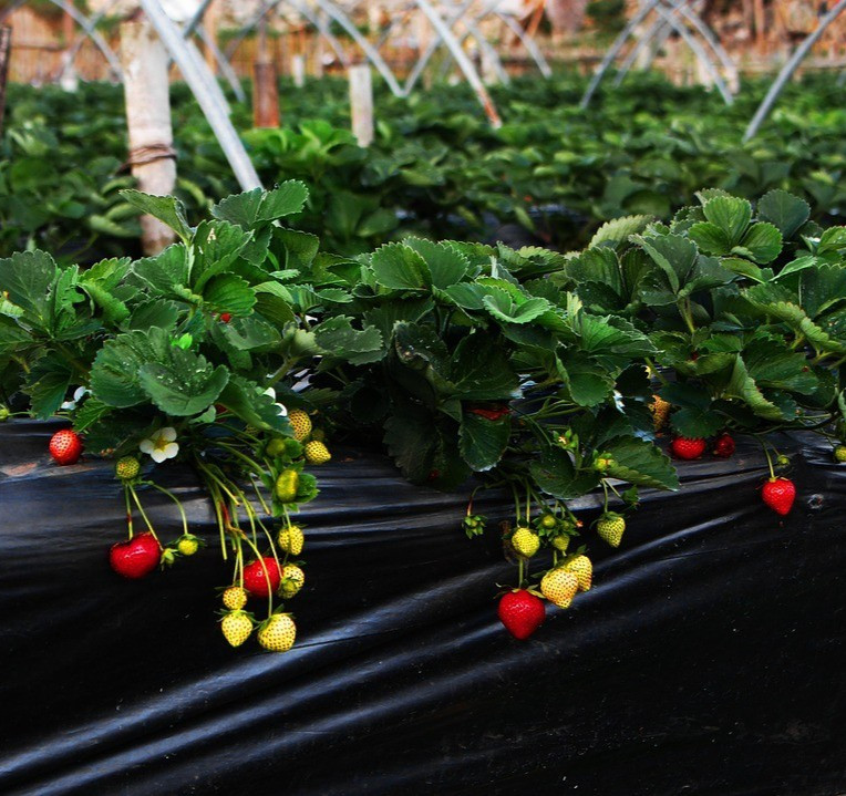 10 Sweet Charlie Strawberry Plants SUPER-SWEET BERRY