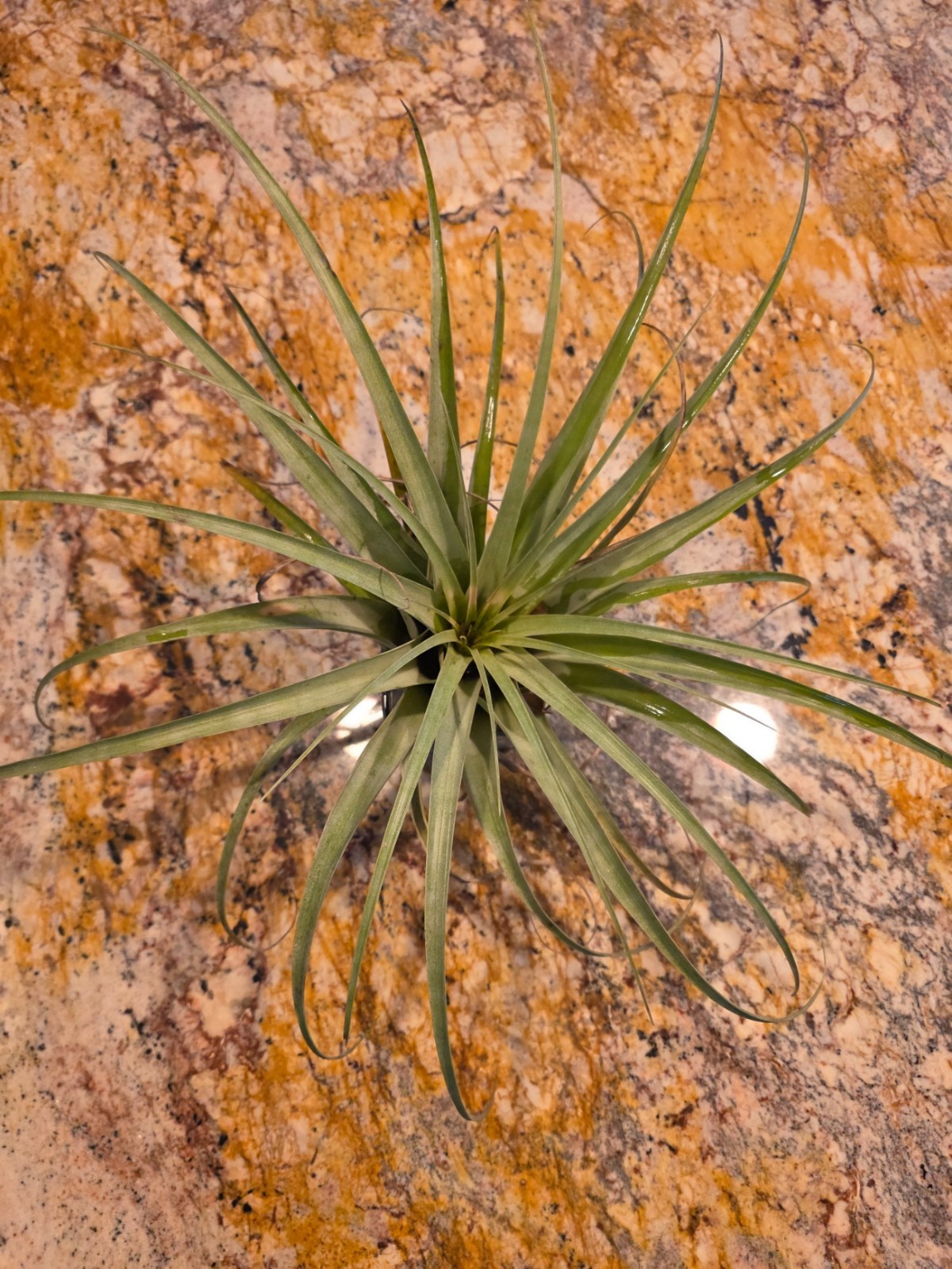 LARGE 20+-(10)Inch Tillandsia Utriculata Air Plant Specimen Air-Purifying Bonsa