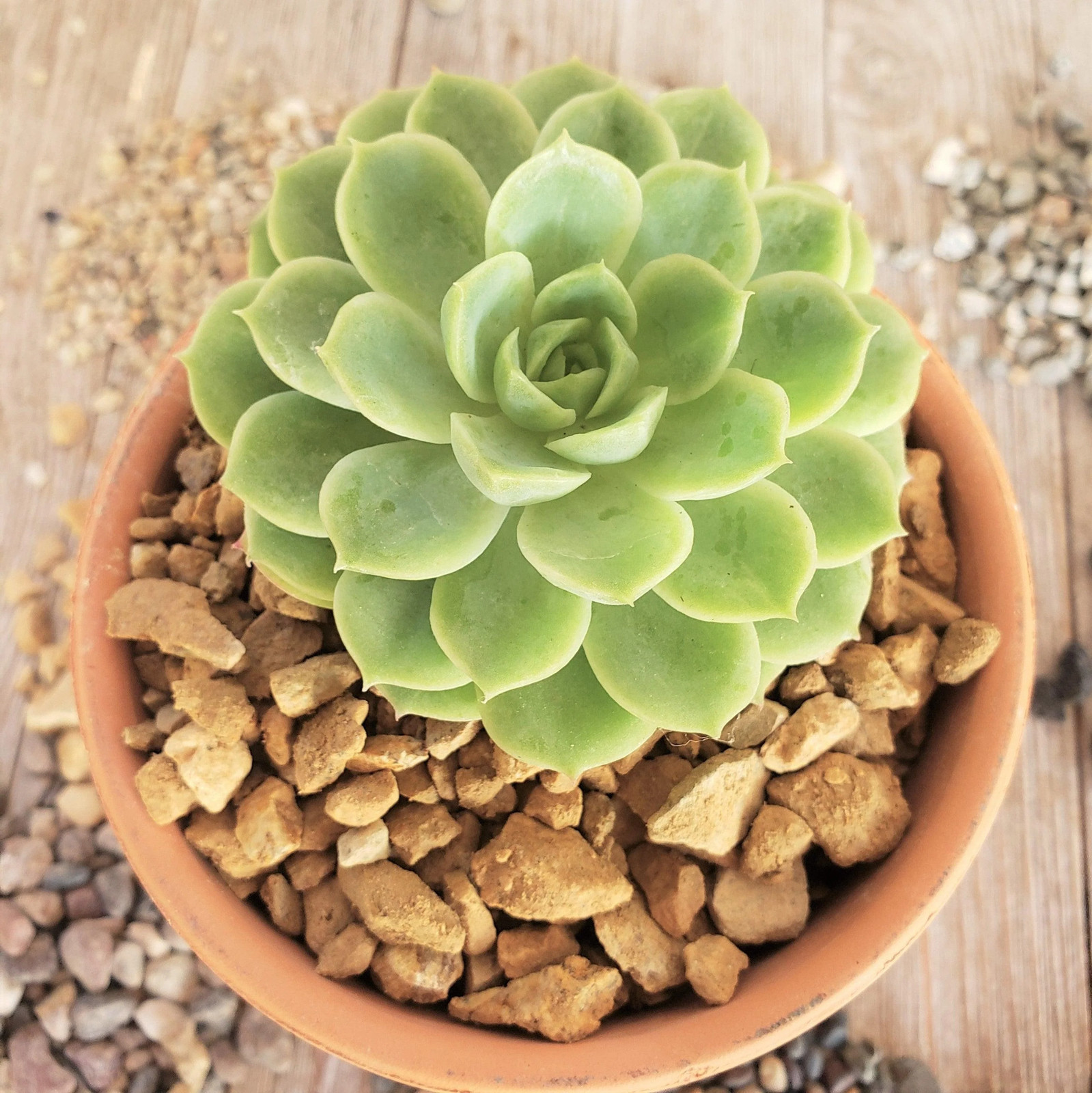1 Lb 3/8 California gold river rock Cactus and Succulent Top Soil Dressing cactu