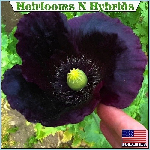 2,500 Heirloom After Midnight Poppy Seeds Papaver Somiferum Purple Near Black…