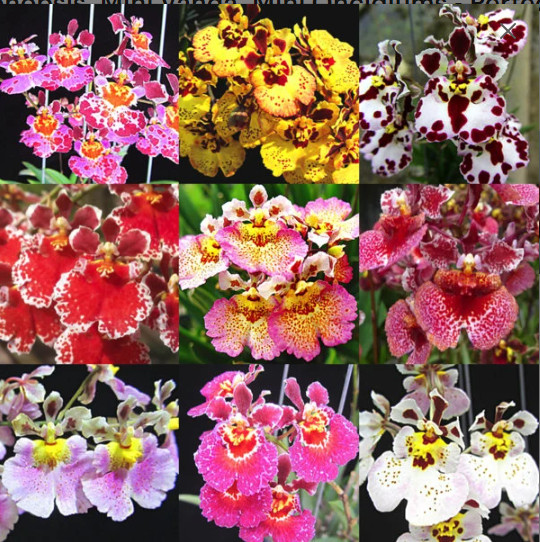 B25 – 4 Live Orchid choose (Cattleya, Oncidium, Vanda, Dendrobium,Phalaenop