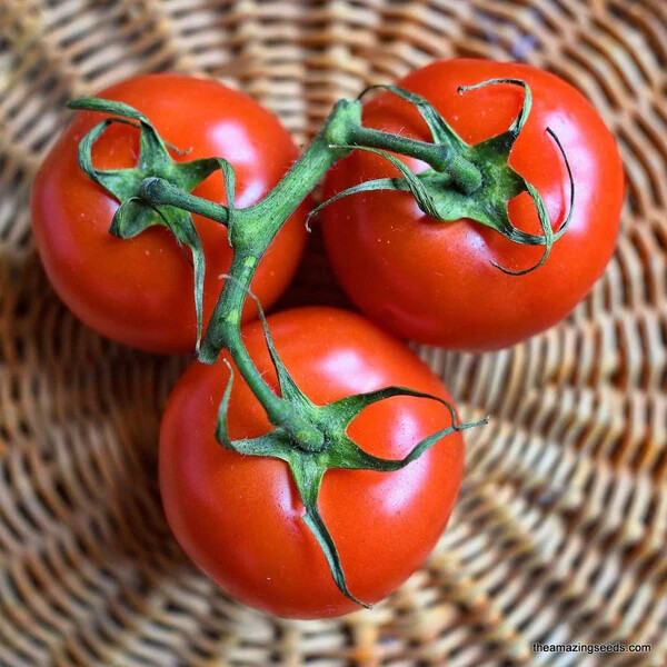Floradade Tomato Seeds | Non-GMO | Free Shipping | Seed Store | 1295