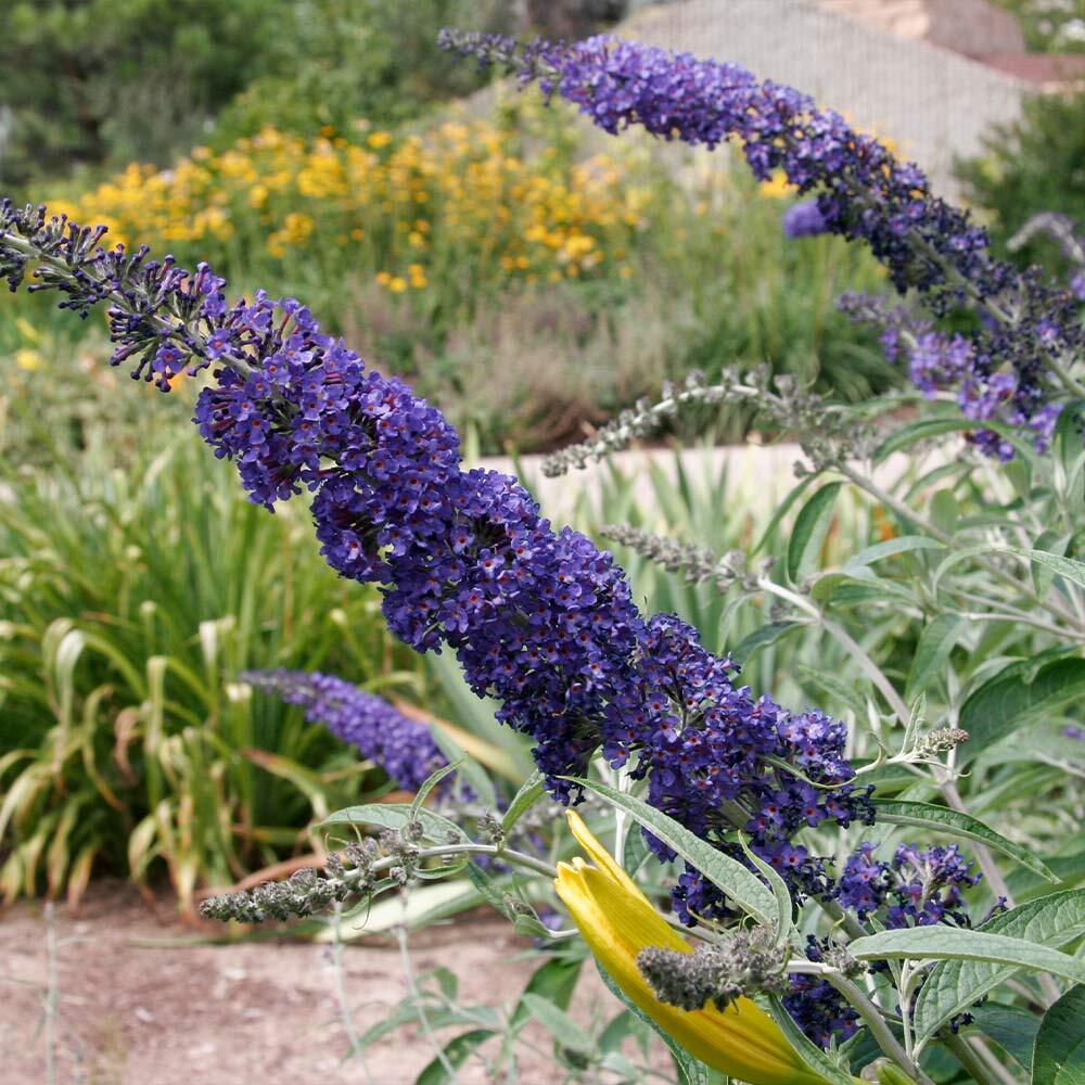 Black Knight Butterfly Live Plant Buddleia Purple Flowering Bush Outdoor 3 Gal