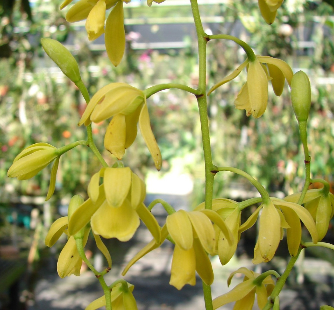 EXTREMELY RARE Encyclia rufa Bloom size 6″ pot LARGE PLANT HIGHLY FRAGRANT B