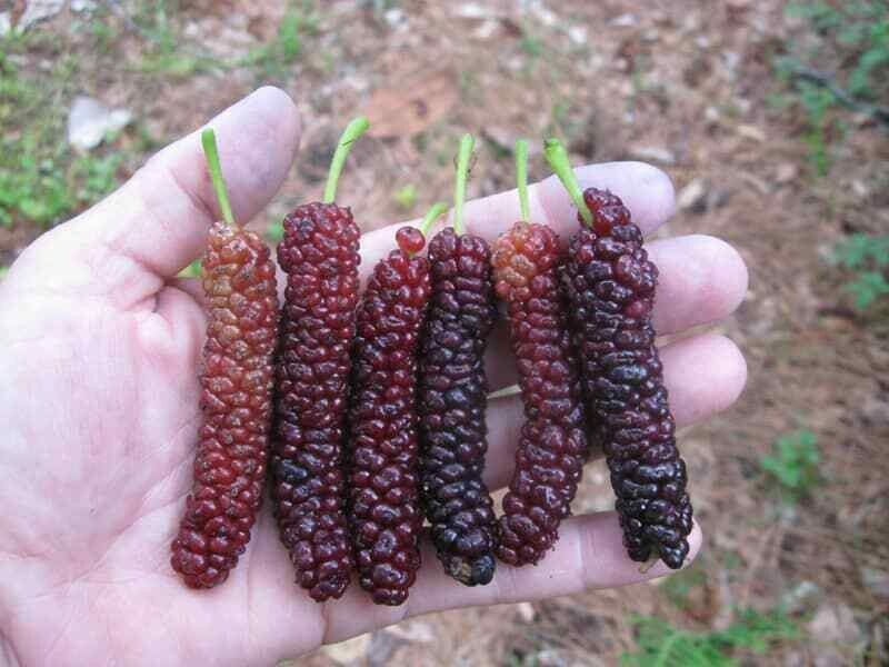 10x Pakistan Mulberry organic fresh cuttings for rooting or grafting