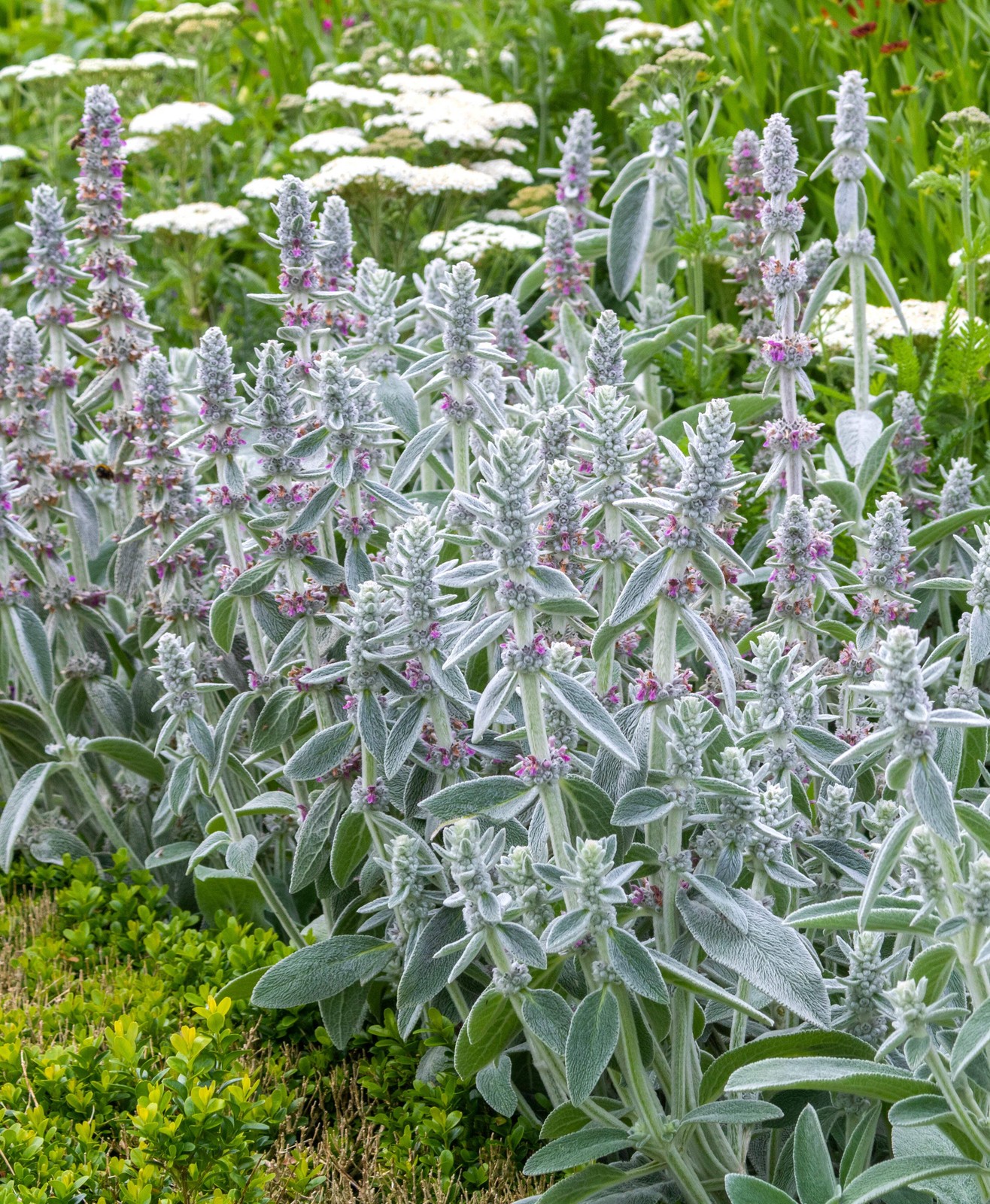 100 Wolly LAMBS EAR Stachys Byzantina Silvery Fuzzy Leaves Purple Flower Seeds