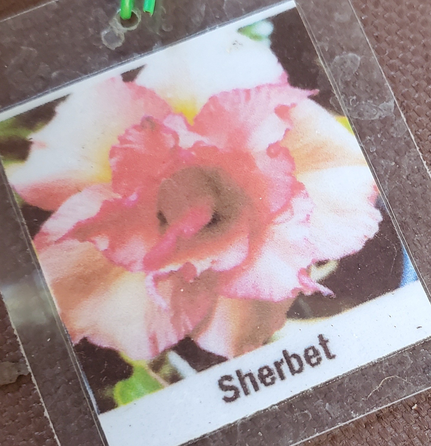 desert rose Adenium obesum plant SHERBET peach/ pink LARGE New stock “E”