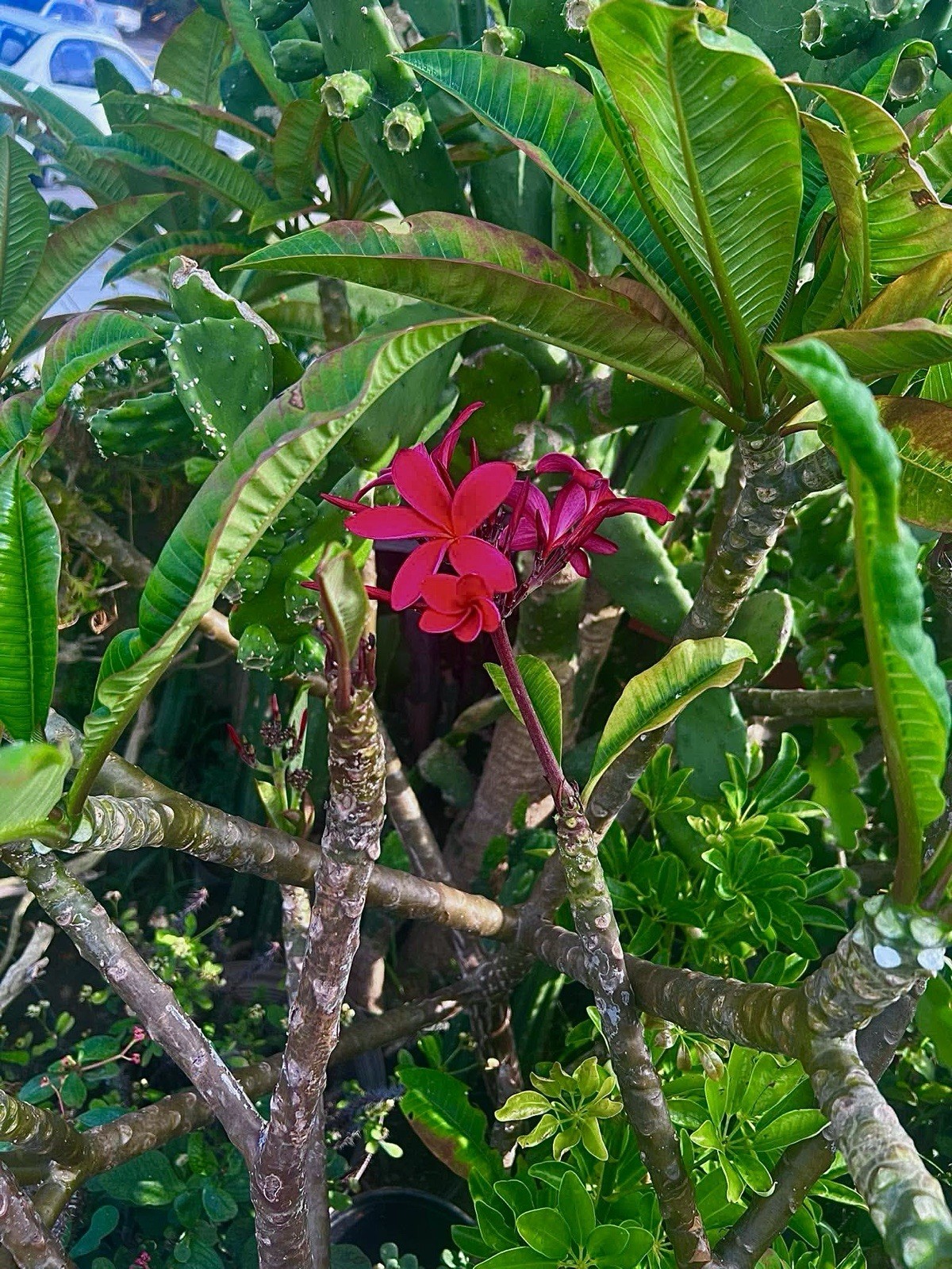Hot Red Plumeria Cutting 12 inches Tall Unrooted