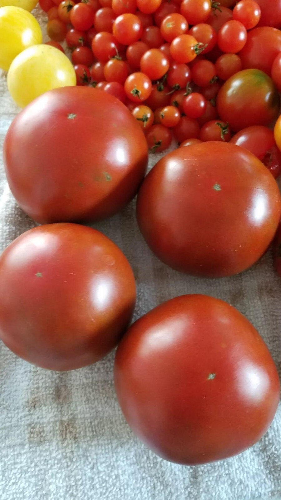 Brown Sugar Tomato Seeds 10 Organic Seeds *Free Shipping*