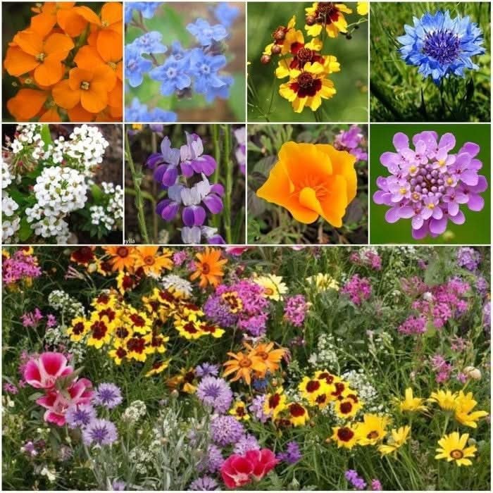 1oz Heirloom Wildflower Seed Blend – 17 Varieties for Vibrant Butterfly Gardens