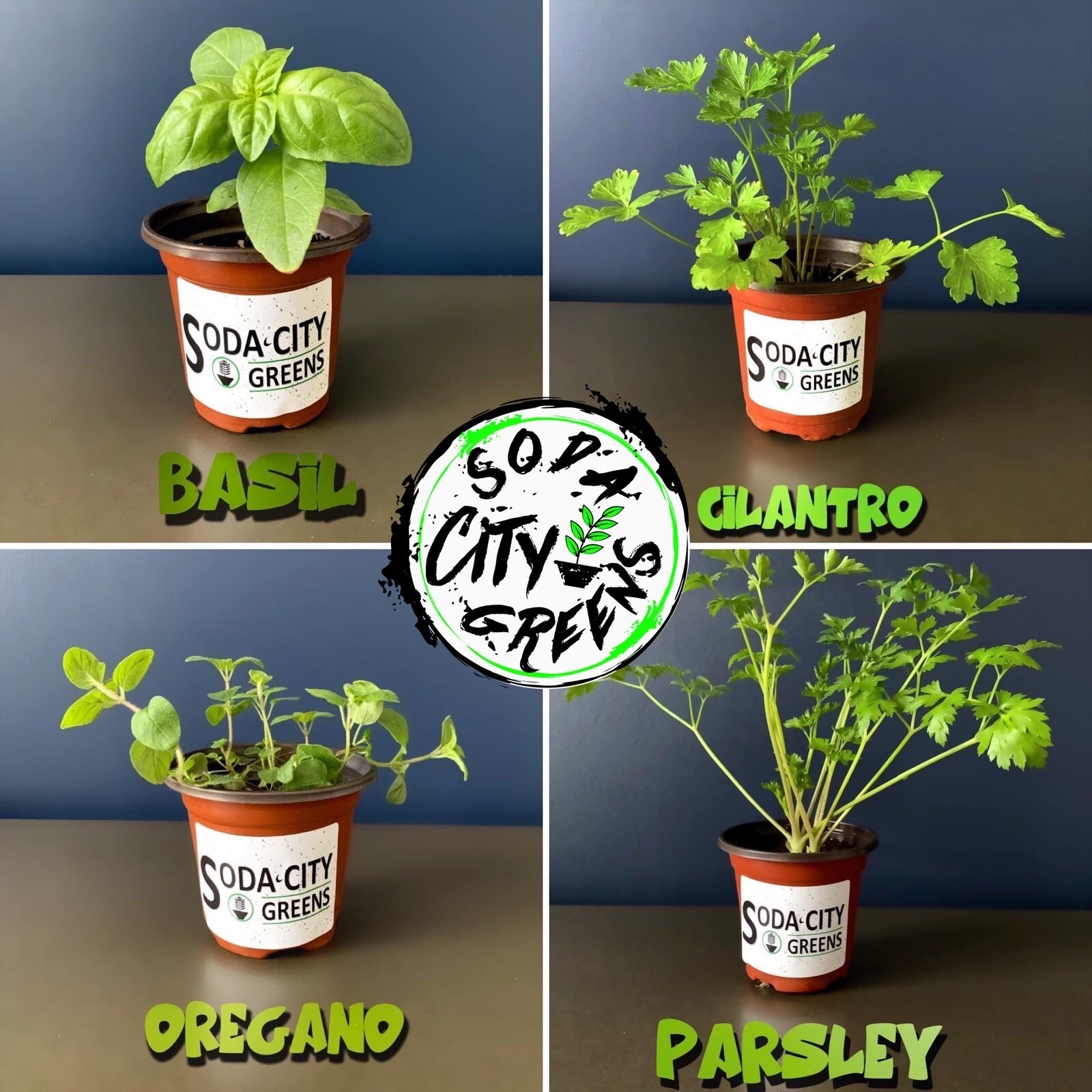 Green Onion Seeds AAS Winner