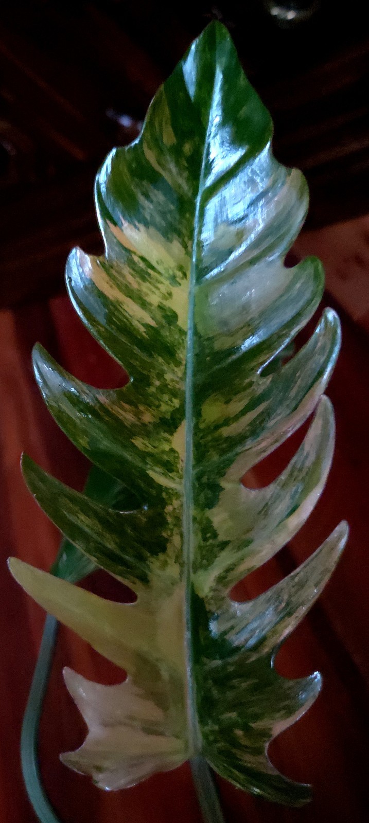 Rare XL Philodendron Pink Flushed Caramel Marble 27″ Wide Not Anthurium Monstera