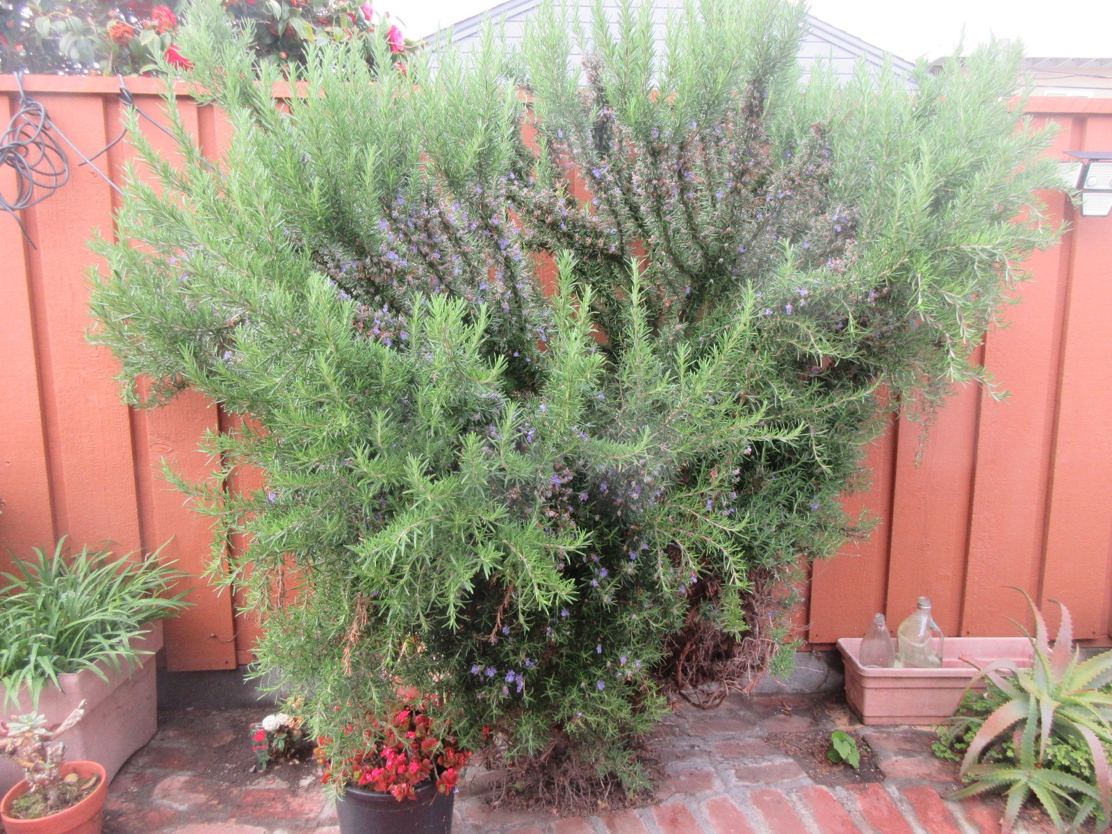 Tuscan Blue Rosemary Cuttings (Organic ) – Set of 10 (5-7″) Live Plant Sprigs