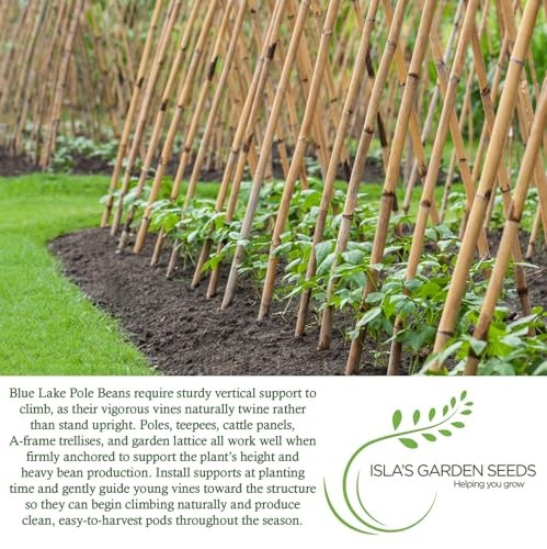 Blue Lake Pole Bean Seeds (Phaseolus vulgaris) – 50+ Heirloom Green Bean Seeds