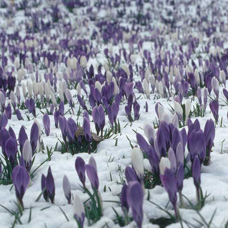 25pc CROCUS SAFFRON SEEDS Garden Plant Flower exotic USA seller FREE shipping