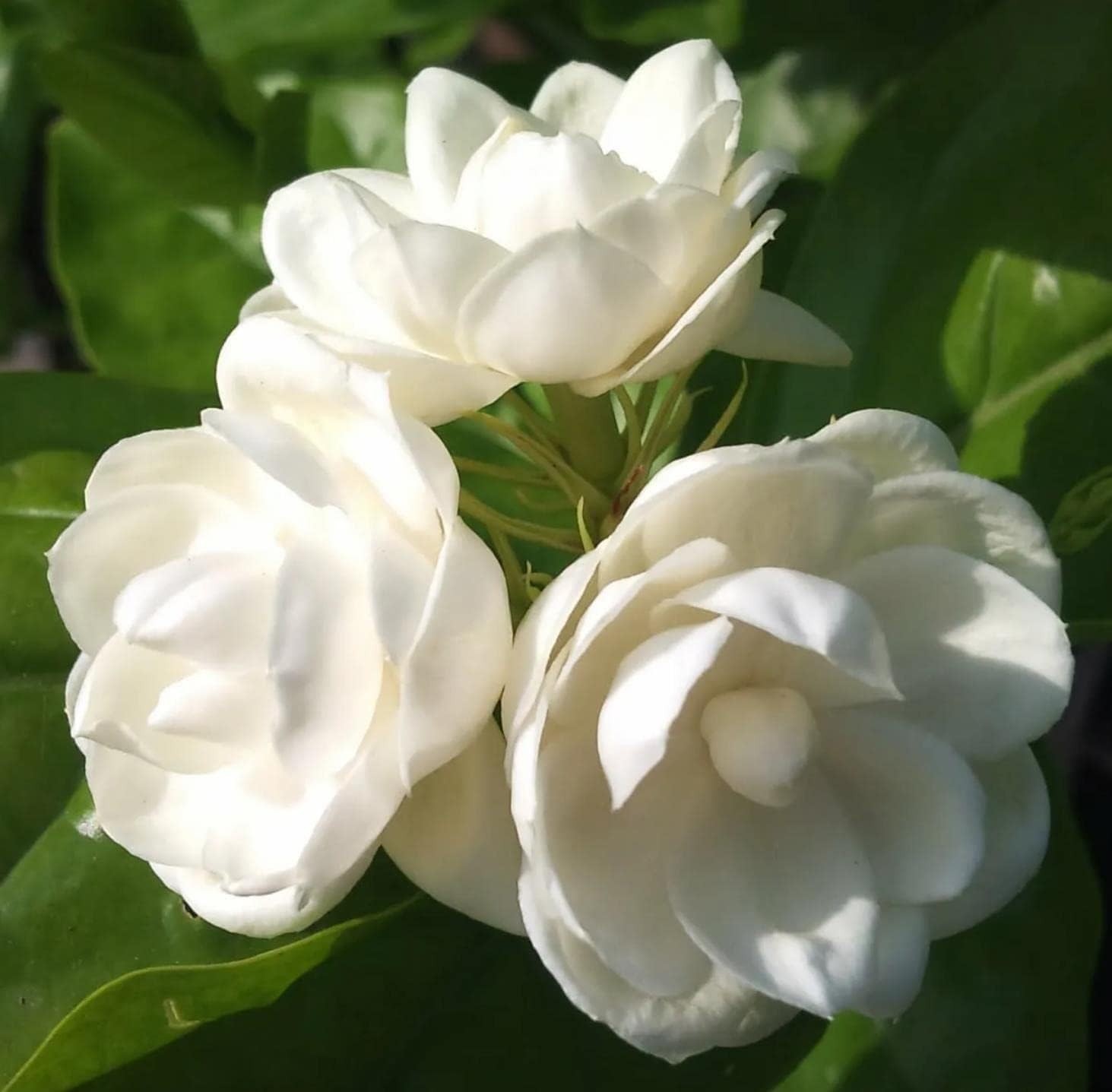 200+Climbing Jasmine Flower Seeds Fragrant Plant for Planting Garden Home Four